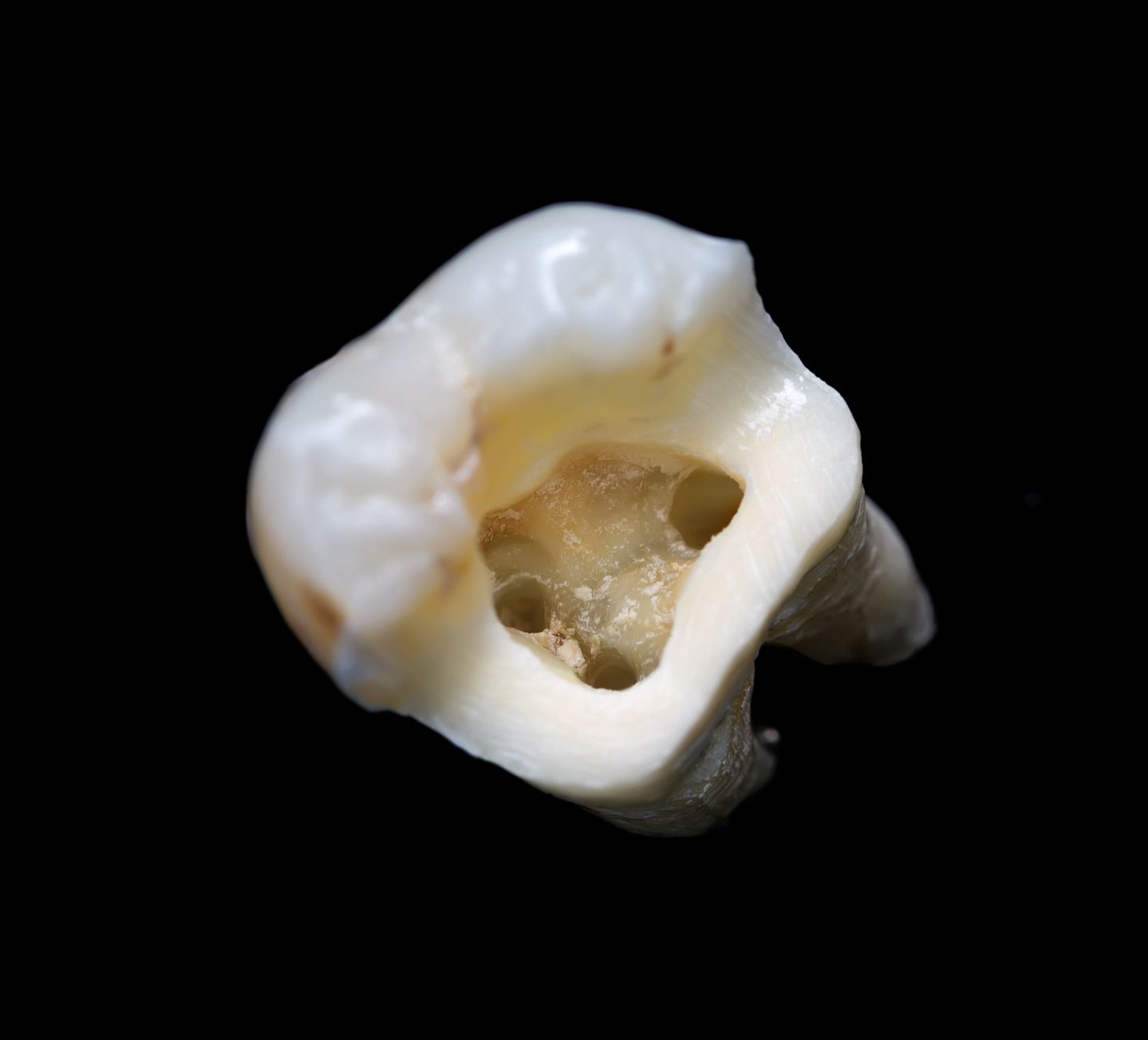 dental services